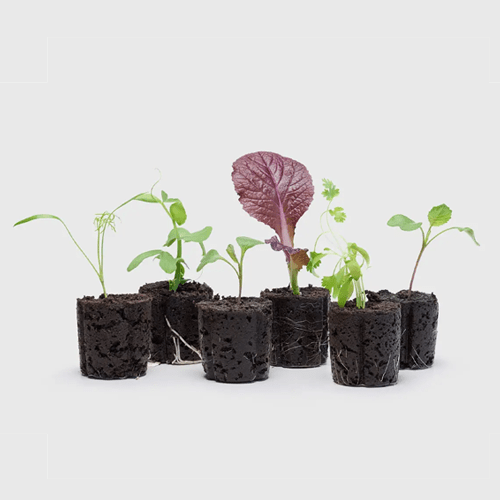 seedlings-118194